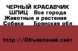 ЧЕРНЫЙ КРАСАВЧИК ШПИЦ - Все города Животные и растения » Собаки   . Брянская обл.